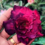 Purple Haze (Triple Petal Purple Desert Rose - 86)
