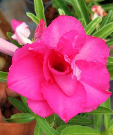 Pink Jewel (Triple Petal Pink Adenium - 64) - Image 2