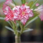 Desert Hedra (Triple Petal White Red Adenium - 03)