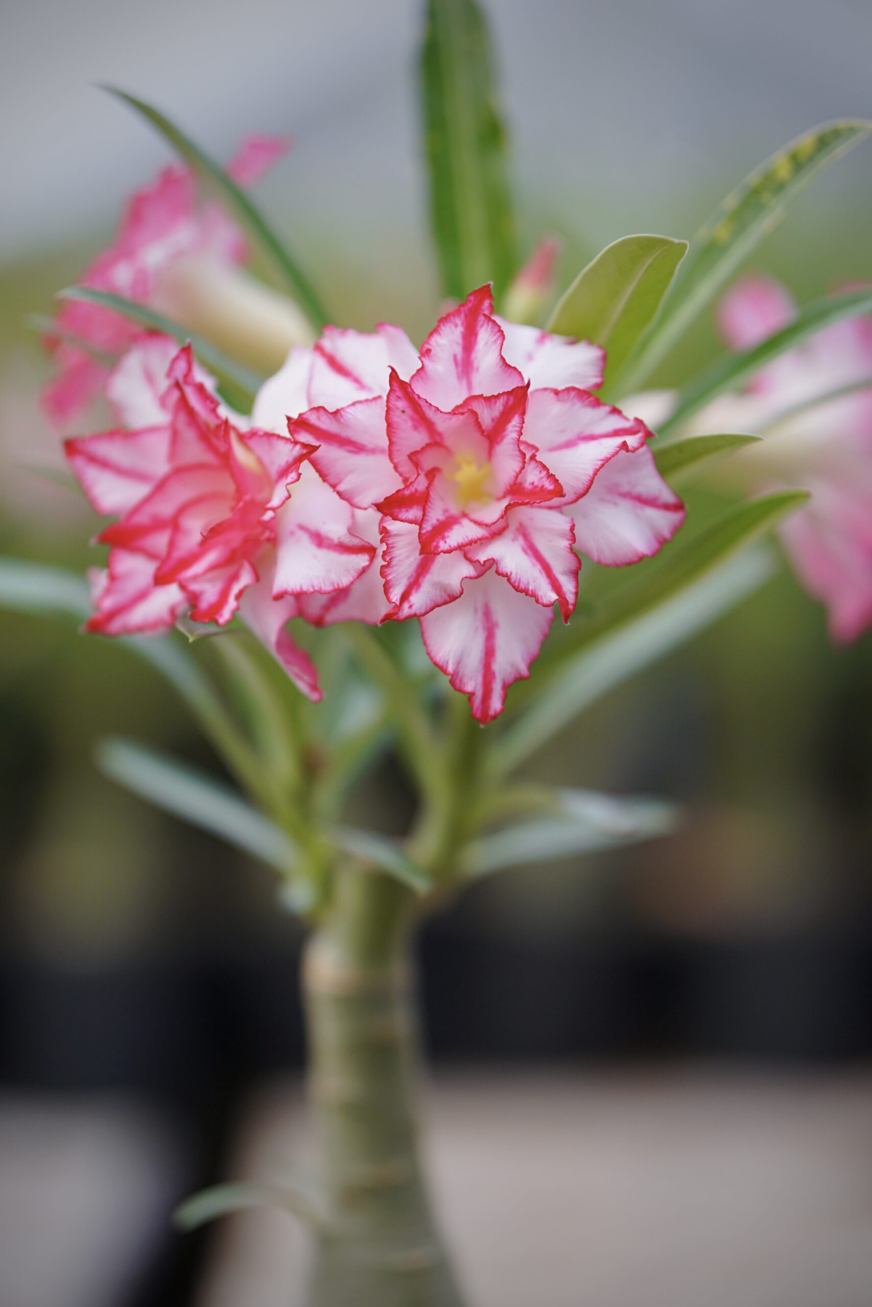 Desert Hedra (Triple Petal White Red Adenium - 03)