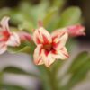 Desert Glow (Single Petal Peach Red Adenium - 04)