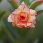 Summer Candy (Triple Petal Yellow Red Adenium - 05)
