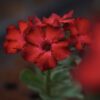 Bunchy Red (Single Petal Dark Red Desert Rose - 01)