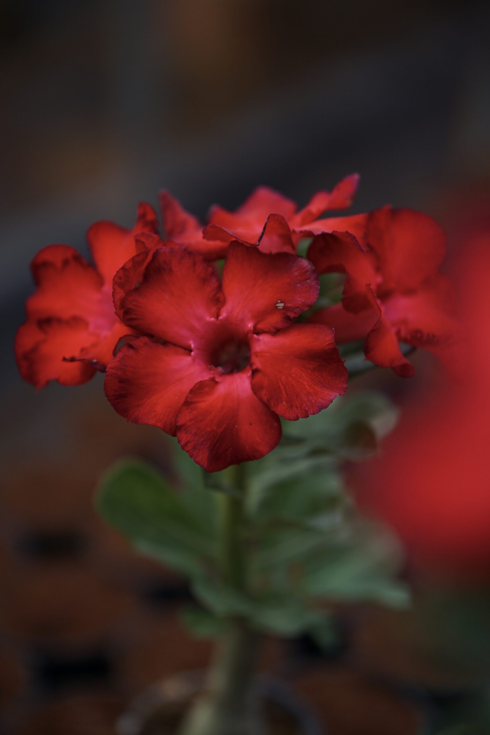 Bunchy Red (Single Petal Dark Red Desert Rose - 01) - Image 2