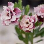 Desert Biscuit (Triple Petal Purple Yellow Desert Rose - 02)