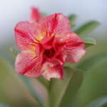 Desert Art (Triple Petal Multi-Color Desert Rose - 08)