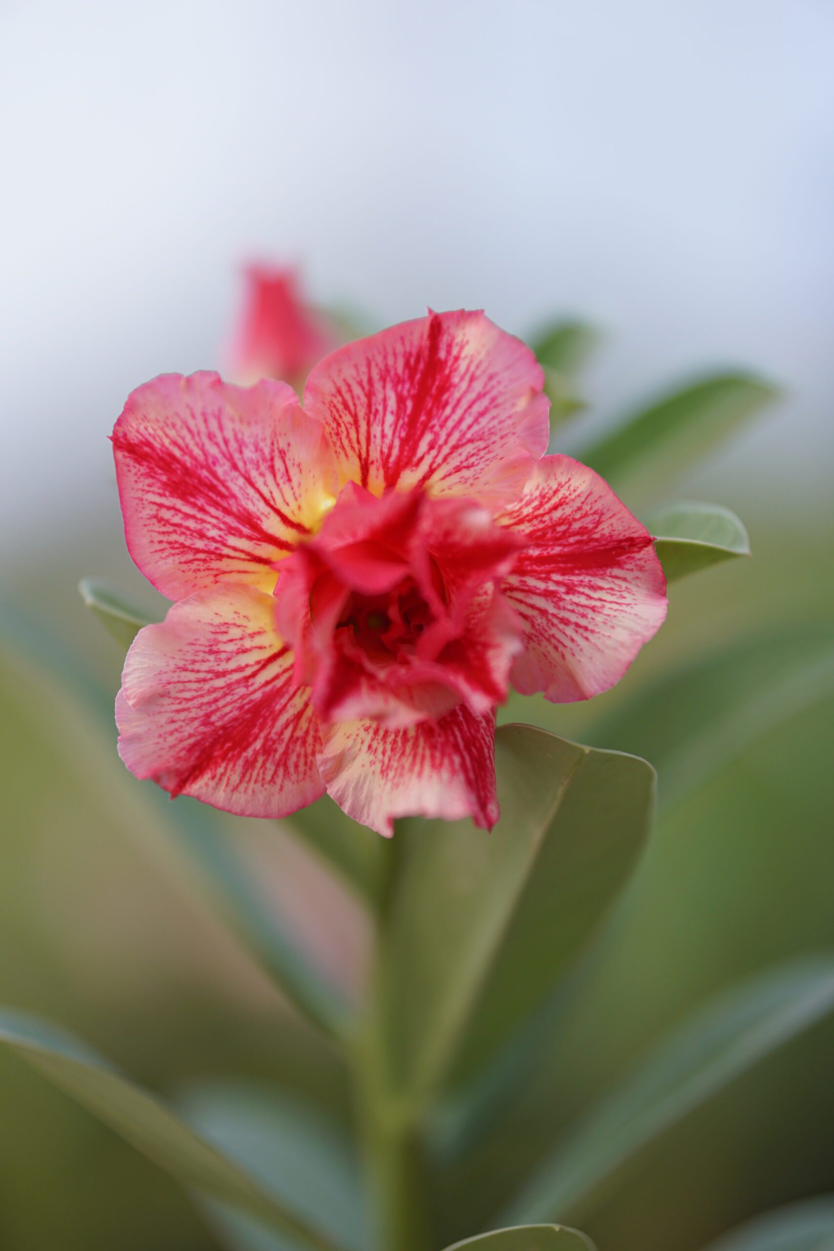 Desert Art (Triple Petal Multi-Color Desert Rose - 08)