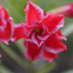 Santa Claus (Double Petal Red White Adenium - 84)