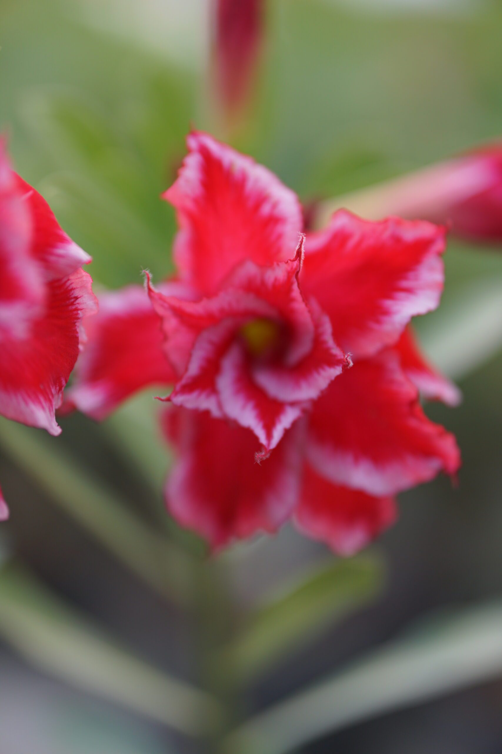 Santa Claus (Double Petal Red White Adenium - 84)