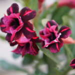 Desert Rose Purple Black (Triple Petal Rose Purple Black Adenium -16)