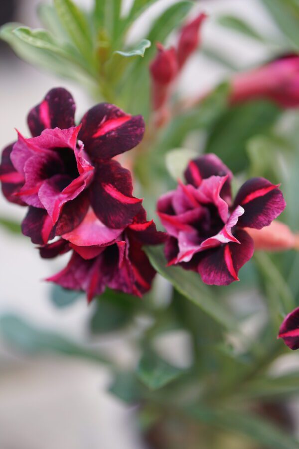 Desert Rose Purple Black (Triple Petal Rose Purple Black Adenium -16)