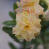 Fire Dragon (Triple Petal Tricolor Adenium - 18)
