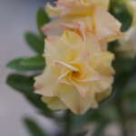 Fire Dragon (Triple Petal Tricolor Adenium - 18)