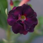 Purple Raven (Double Petal Dark Purple Red Adenium - 19)
