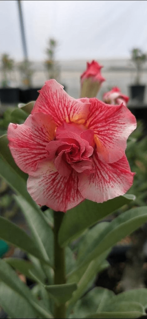 Desert Art (Triple Petal Multi-Color Desert Rose - 08) - Image 2