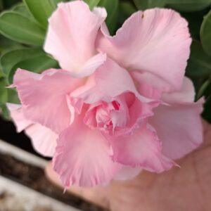 Pink Desert Star (Double Petal Soft Pink Adenium - 82)