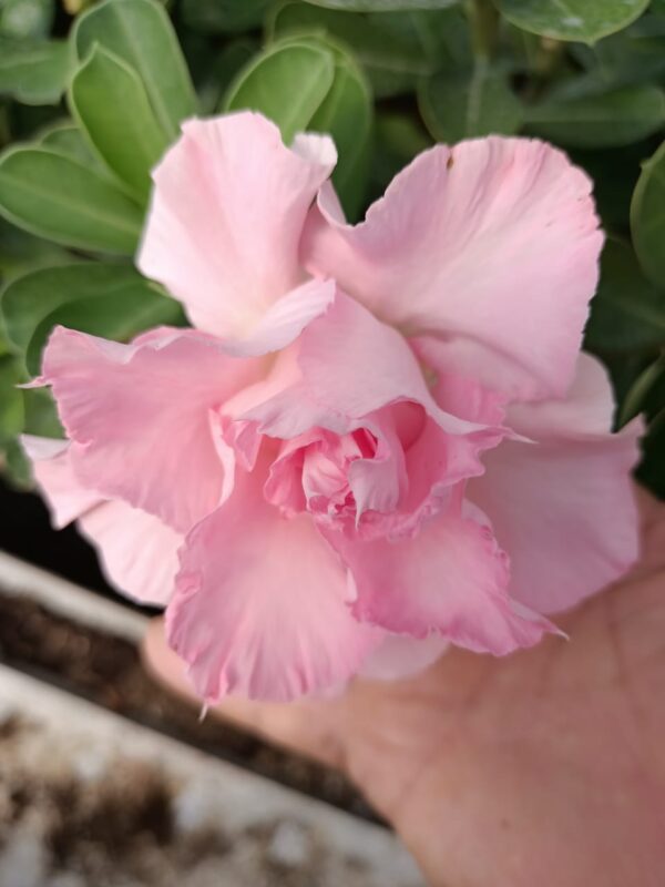 Pink Desert Star (Double Petal Soft Pink Adenium - 82)