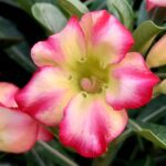 Pink Coral Flame (Single Petal Tricolor Adenium - 79)