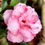 Rose Mist Elegance (Triple Petal Pink Rose Adenium - 98)