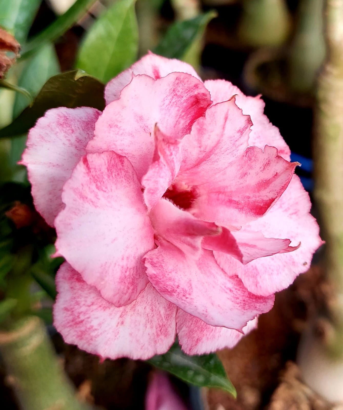 Rose Mist Elegance (Triple Petal Pink Rose Adenium - 98)
