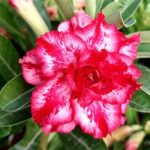 Berry Blush (Triple Petal Dark-Pink White Adenium - 70)