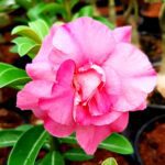 Pink Jewel (Triple Petal Pink Adenium - 64)