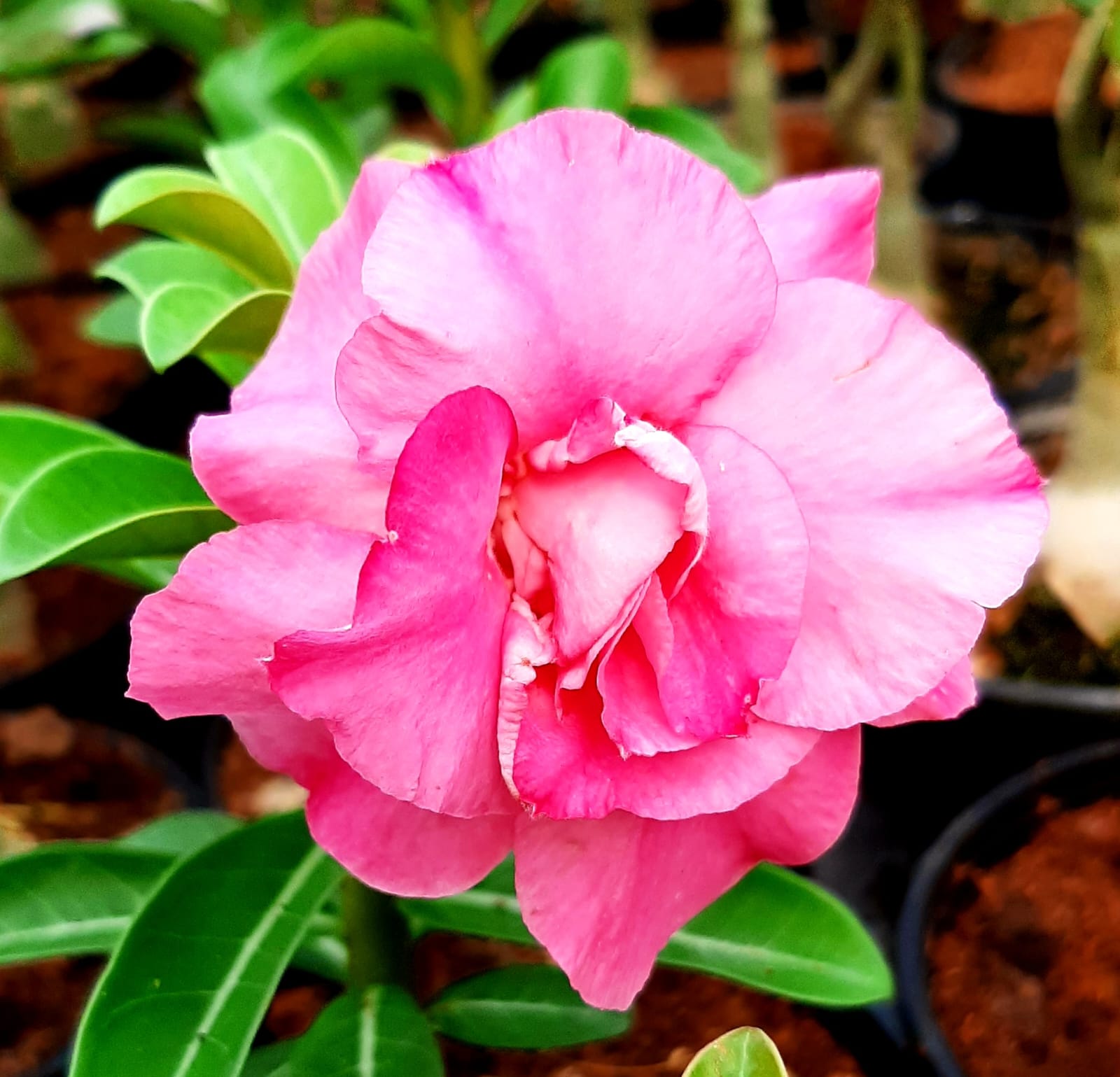 Pink Jewel (Triple Petal Pink Adenium - 64)