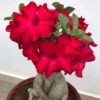 Bunchy Red (Single Petal Dark Red Desert Rose - 01)