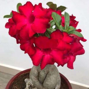 Bunchy Red (Single Petal Dark Red Desert Rose - 01)