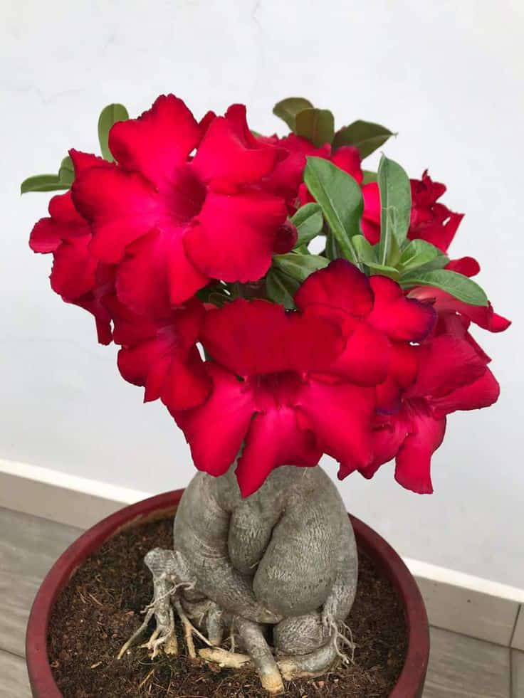 Bunchy Red (Single Petal Dark Red Desert Rose - 01)