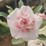 Desert Snow (Double Petal White Rose Adenium - 83)