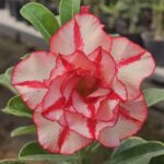 Scarlet Red (Double Petal Red White Adenium - 34)