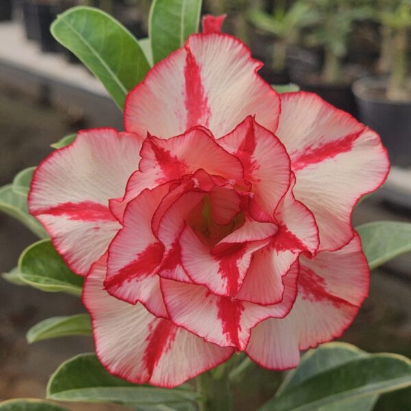 Scarlet Red (Double Petal Red White Adenium - 34)
