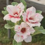 Stellar Streaks (Double Petal White Rose Adenium - 90)
