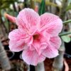 Pink Splash (Double Petal Pink Veined Adenium)