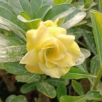 Lemon Glow (Triple Petal Yellow Adenium - 17)
