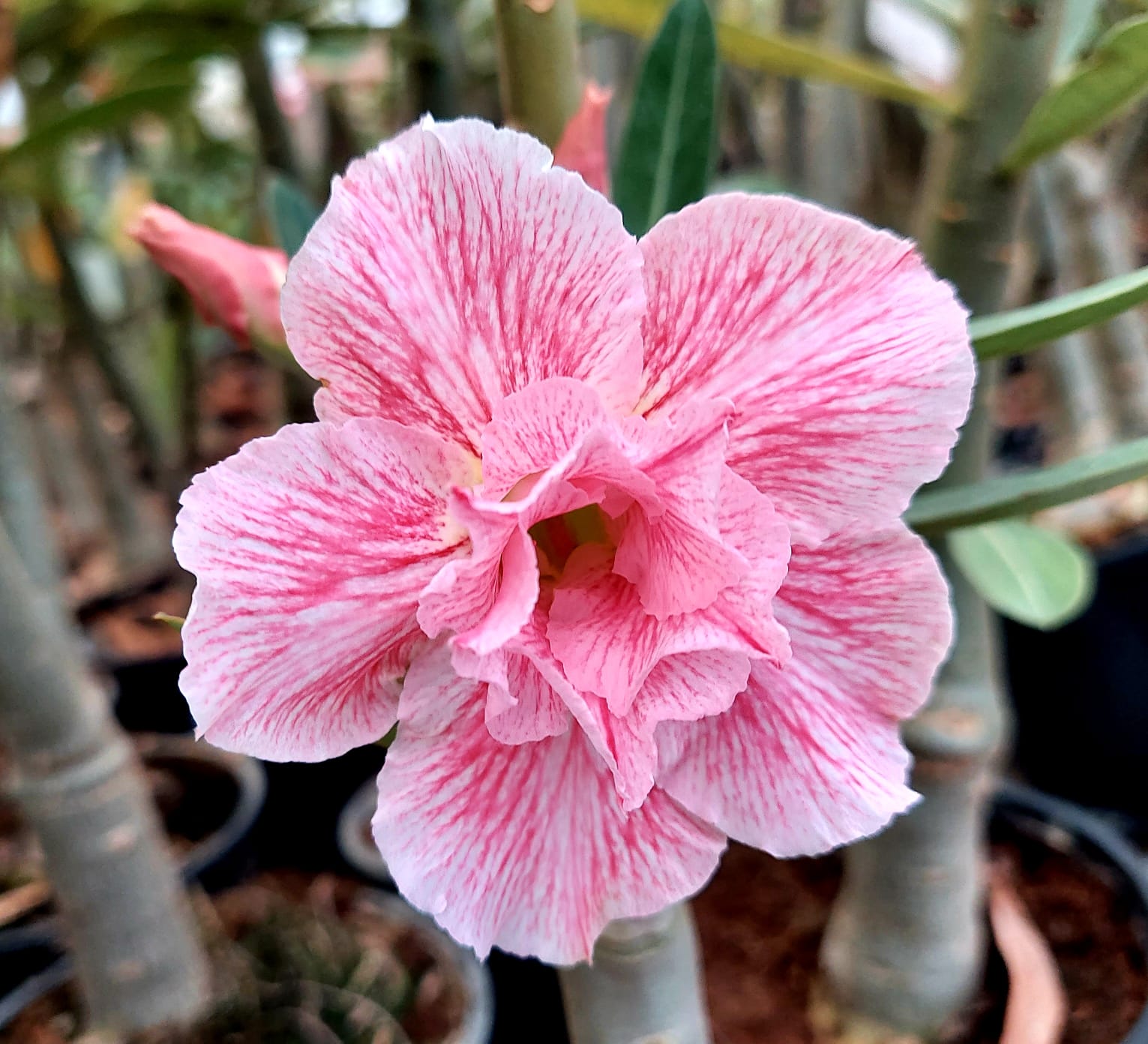 Pink Splash (Double Petal Pink Veined Adenium)