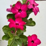 Magenta Burst (Single Petal Magenta Adenium - 76)