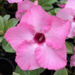 Pink Star (Single Petal Pink Adenium - 78)
