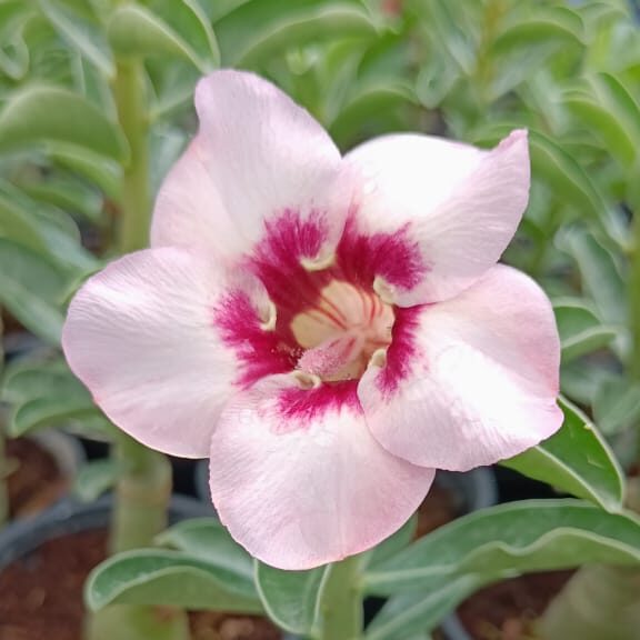 Sweet Lady (Single Petal Soft Pink Adenium - 97)
