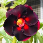 Midnight Flame (Single Petal Shadowy Black Adenium - 74)