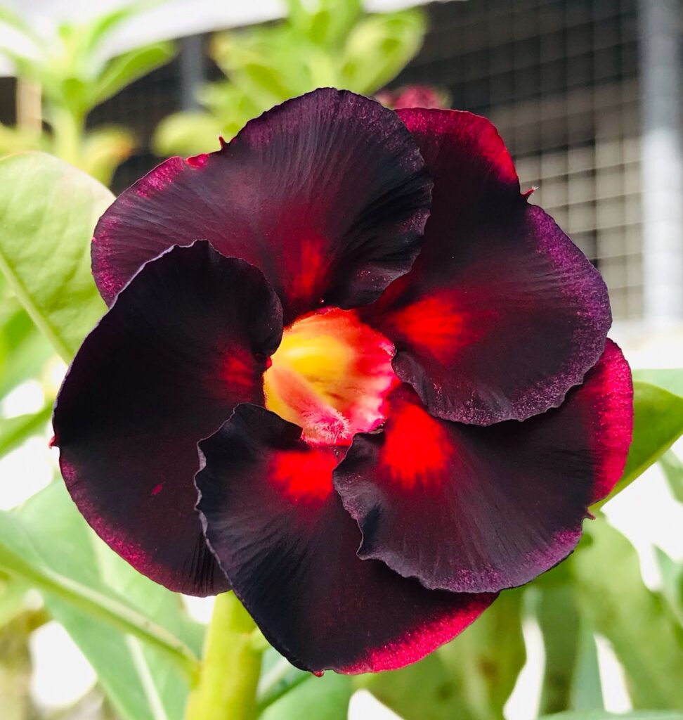 Midnight Flame (Single Petal Shadowy Black Adenium - 74)