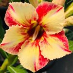 Desert Flame (Single Petal Yellow Red Adenium - 60)