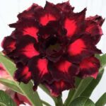 Velvet Shadow (Triple Petal Black Red Adenium - 35)