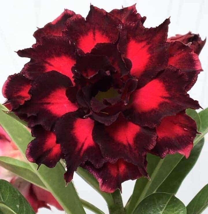 Velvet Shadow (Triple Petal Black Red Adenium - 35)