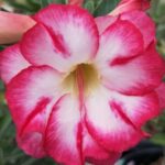 Pink Swirl (Single Petal Pink White Adenium - 20)
