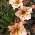 Yellow Springle (Single Petal Yellow Peach Adenium)