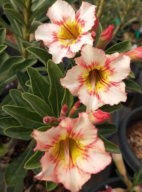 Yellow Springle (Single Petal Yellow Peach Adenium)