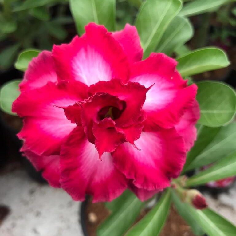 Red Jewel (Triple Petal Red Adenium)