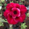 Red Angel (Triple Petal Red Adenium - 42)